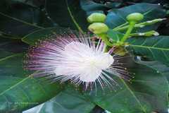 Barringtonia asiatica